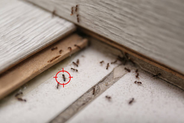 Best Cockroach Control Services  in Pine Ridge, PA